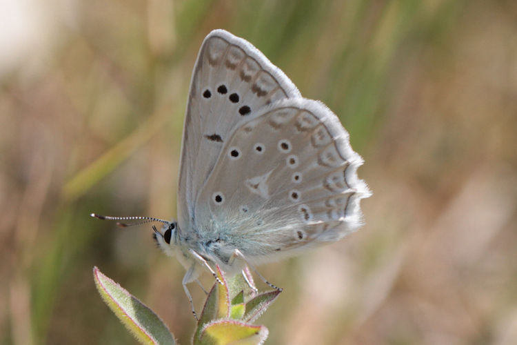 Polyommatus daphnis versicolor: Bild 1