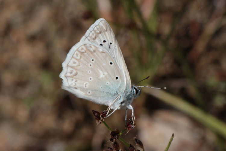 Polyommatus daphnis versicolor: Bild 3