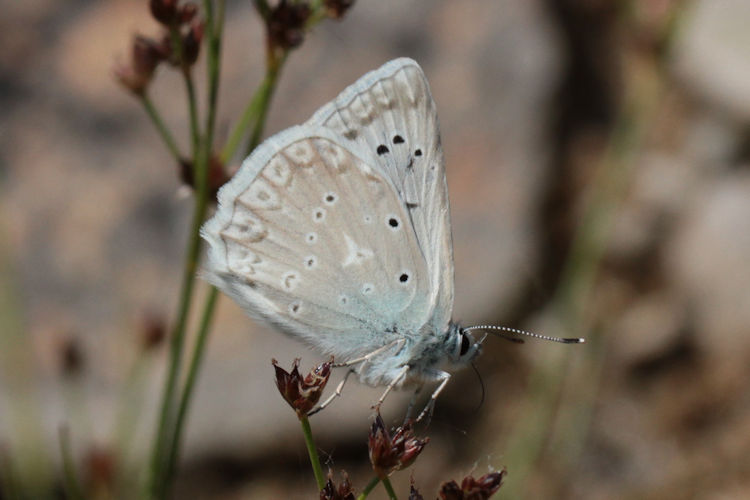 Polyommatus daphnis versicolor: Bild 4