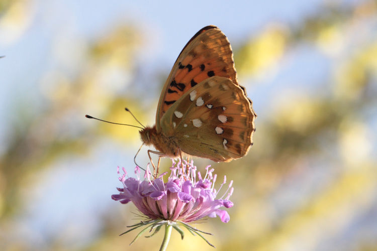 Speyeria aglaja ottomana: Bild 1