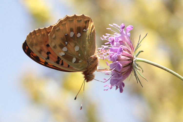 Speyeria aglaja ottomana: Bild 3