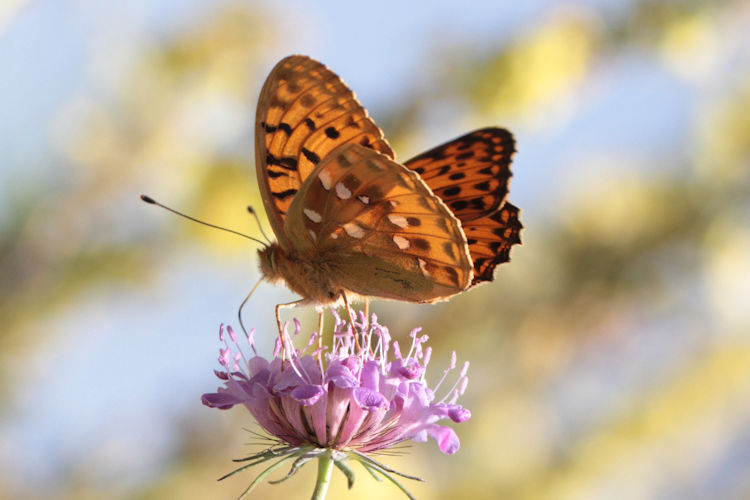 Speyeria aglaja ottomana: Bild 6