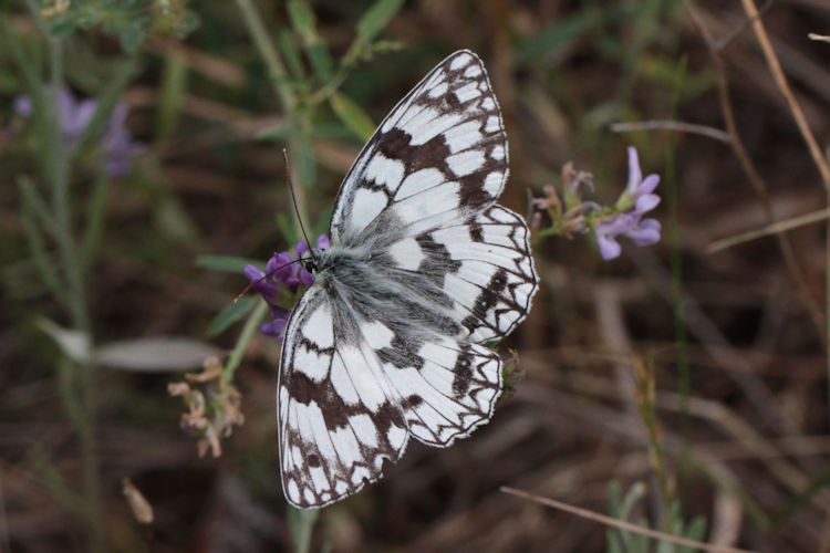 Melanargia russiae: Bild 2