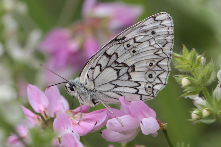 Melanargia russiae: Bild 6