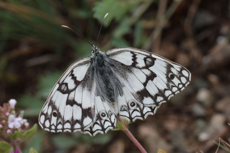 Melanargia russiae: Bild 4