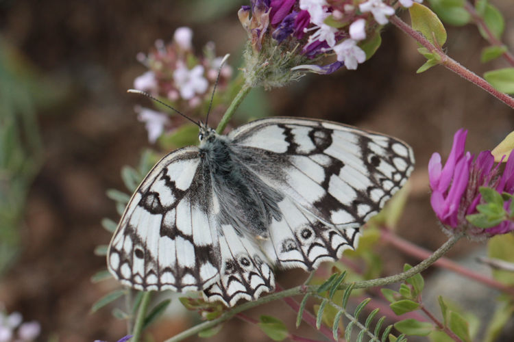 Melanargia russiae: Bild 5