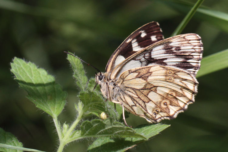 Melanargia galathea satnia: Bild 4