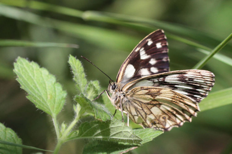 Melanargia galathea satnia: Bild 5