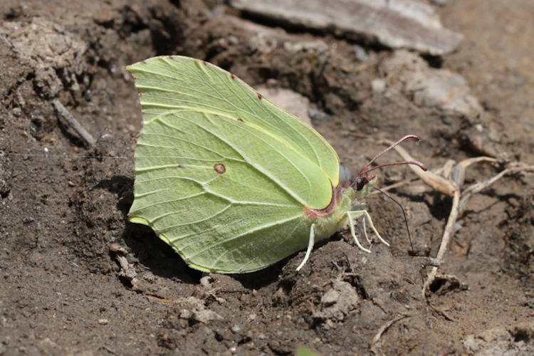 Gonepteryx rhamni miljanowskii: Bild 3