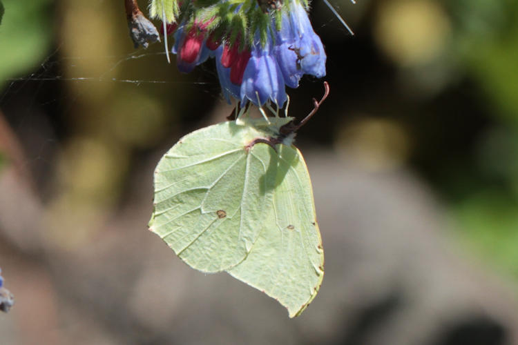 Gonepteryx rhamni miljanowskii: Bild 7