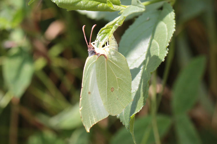 Gonepteryx rhamni miljanowskii: Bild 8