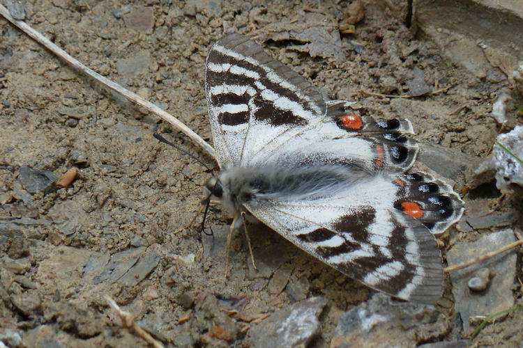 Parnassius charltonius deckerti: Bild 4