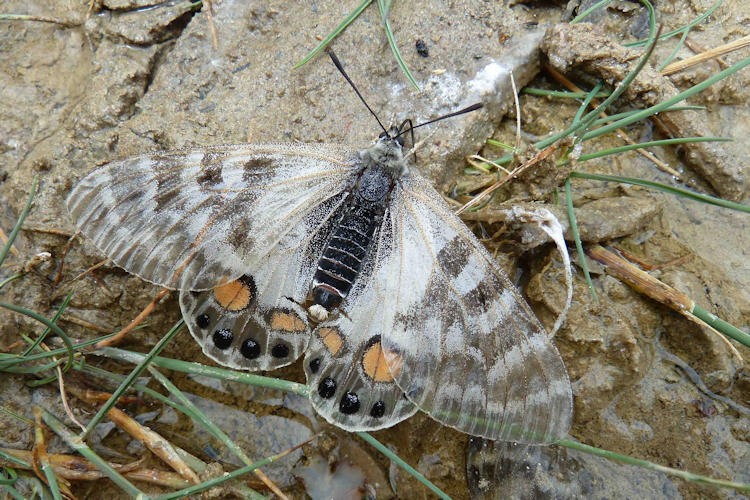 Parnassius charltonius deckerti: Bild 8