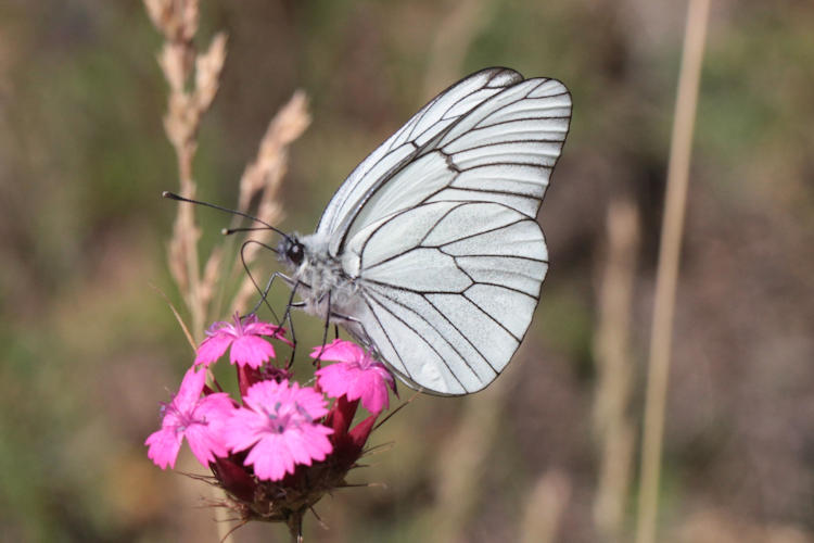 Aporia crataegi iranica: Bild 5