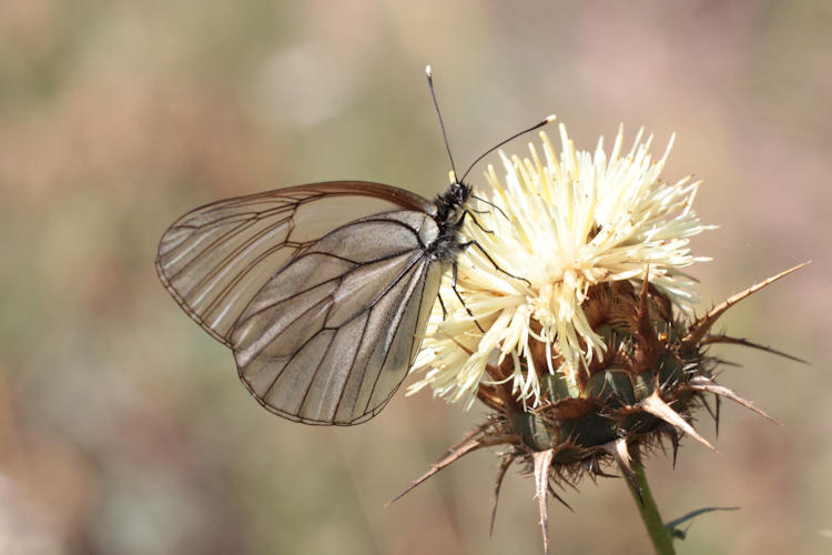 Aporia crataegi iranica: Bild 12