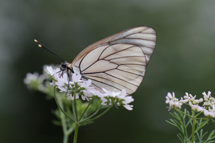 Aporia crataegi iranica: Bild 13