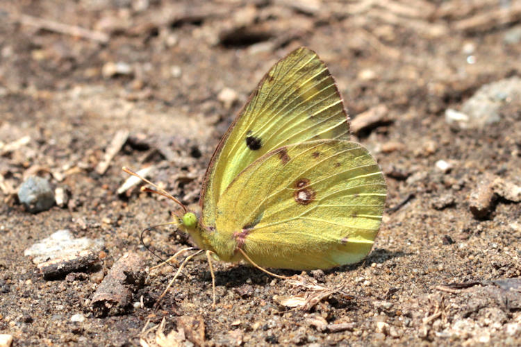 Colias alfacariensis: Bild 9