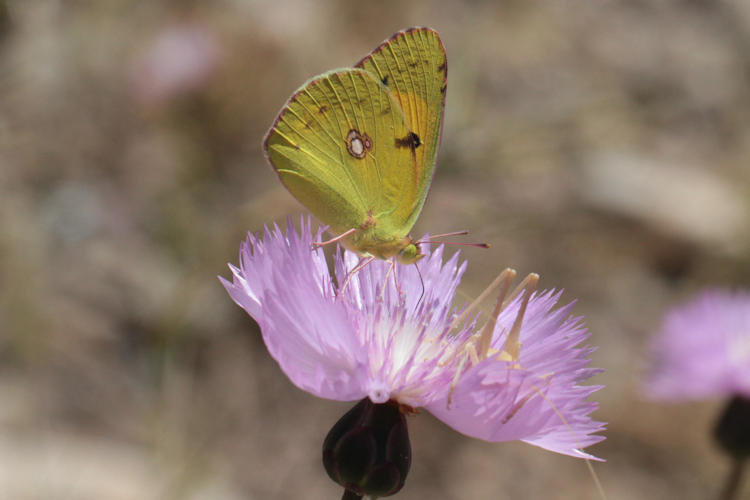 Colias crocea: Bild 10