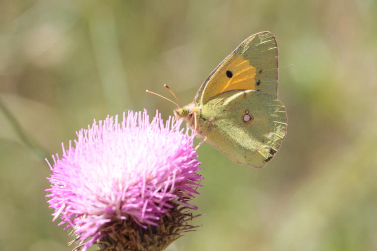 Colias crocea: Bild 11