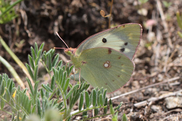 Colias crocea: Bild 30