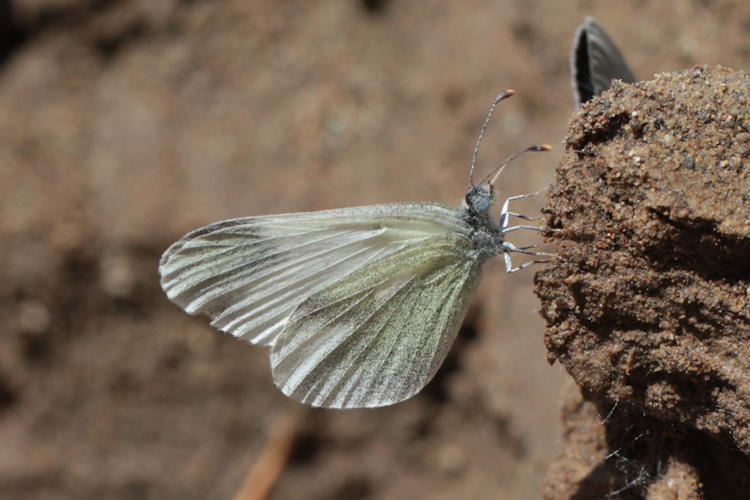 Leptidea duponcheli maiae: Bild 10