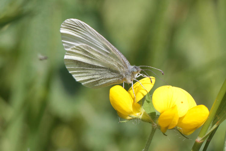 Leptidea sinapis-Komplex: Bild 3