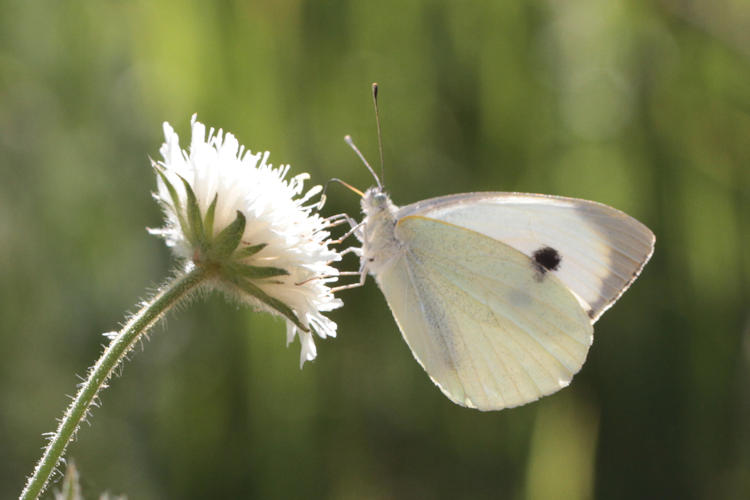 Pieris brassicae: Bild 22