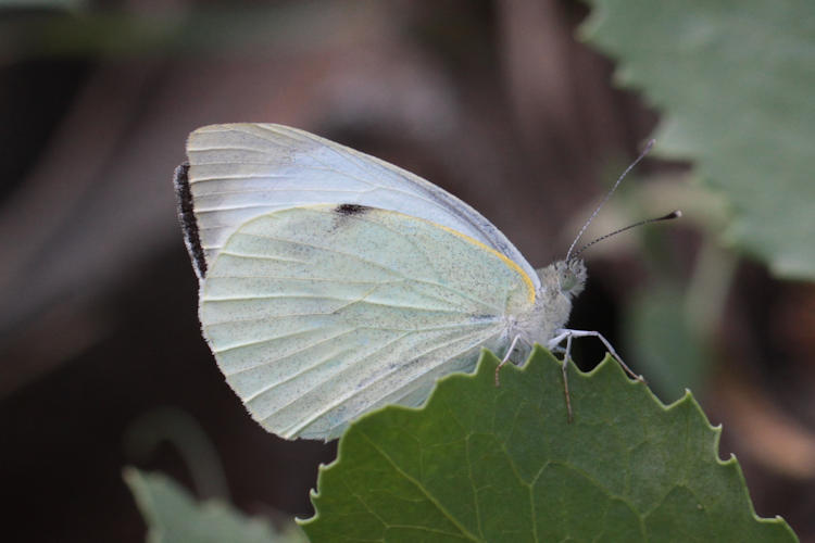 Pieris brassicae: Bild 23