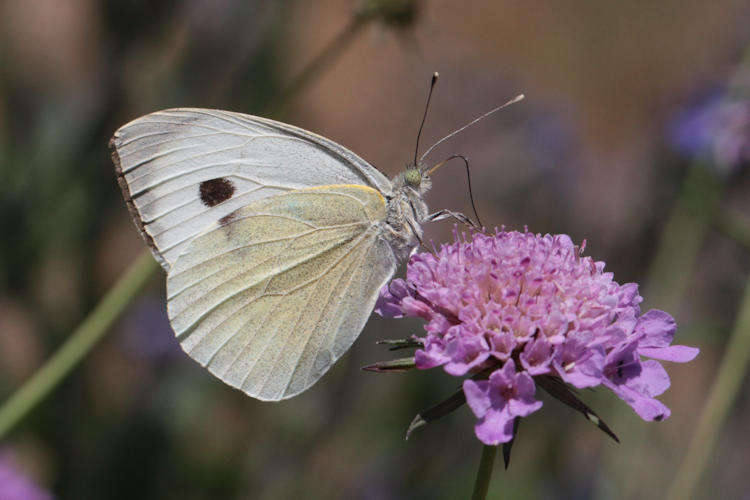 Pieris brassicae: Bild 24