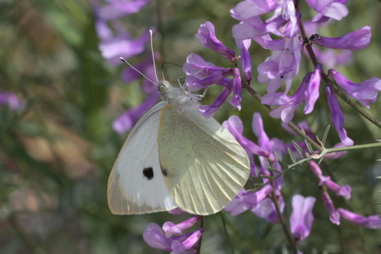 Pieris brassicae: Bild 25