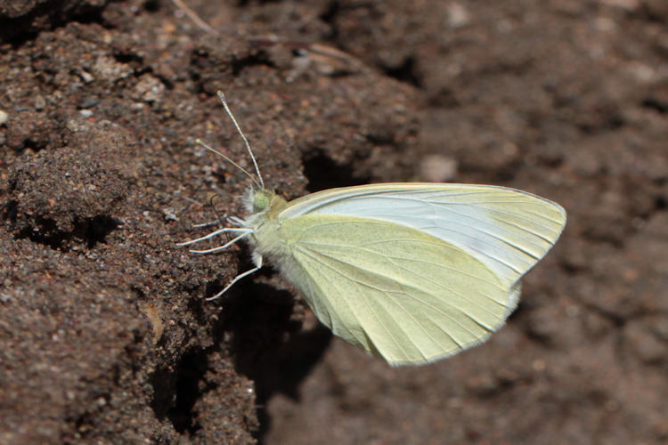 Pieris ergane detersa: Bild 11