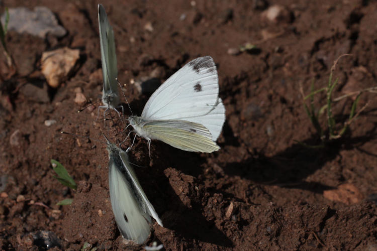 Pieris napi suffusa: Bild 2