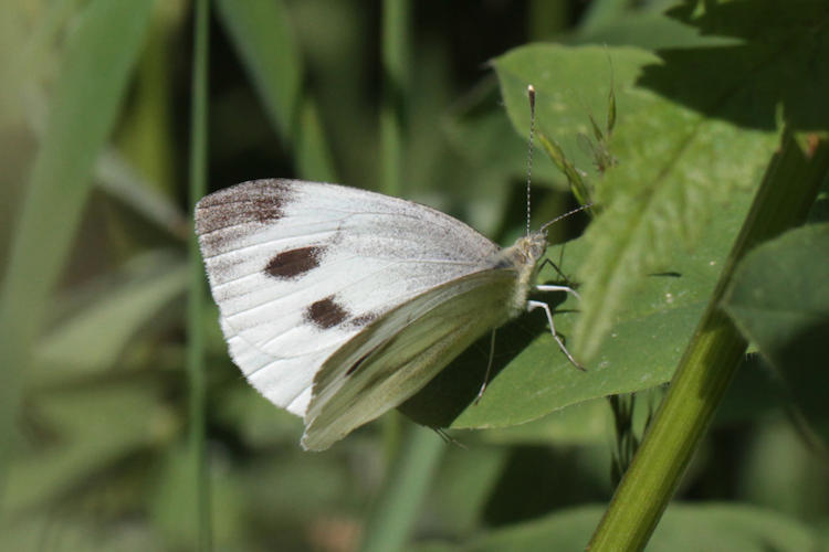 Pieris napi suffusa: Bild 13