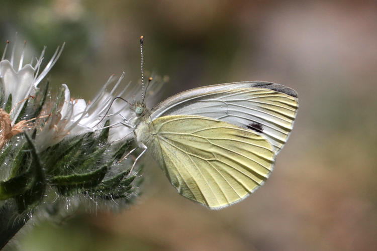 Pieris napi suffusa: Bild 30