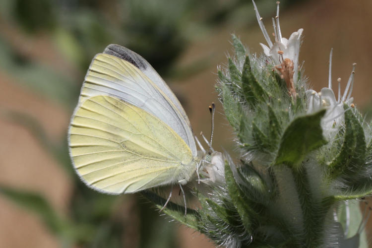 Pieris napi suffusa: Bild 31