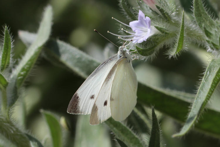 Pieris rapae transcaucasica: Bild 9