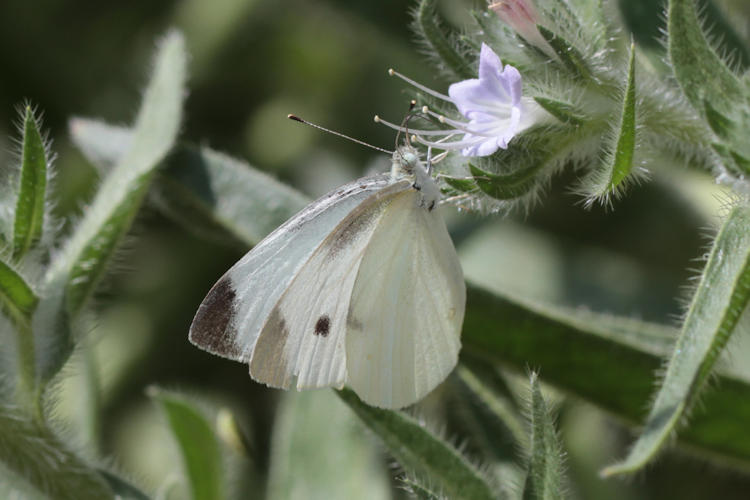 Pieris rapae transcaucasica: Bild 10