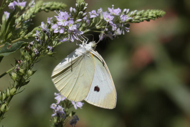 Pieris rapae transcaucasica: Bild 11