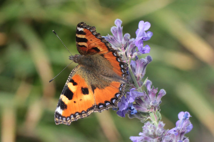 Aglais urticae turcica: Bild 9