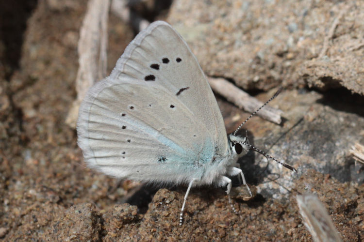 Polyommatus firdussi: Bild 3