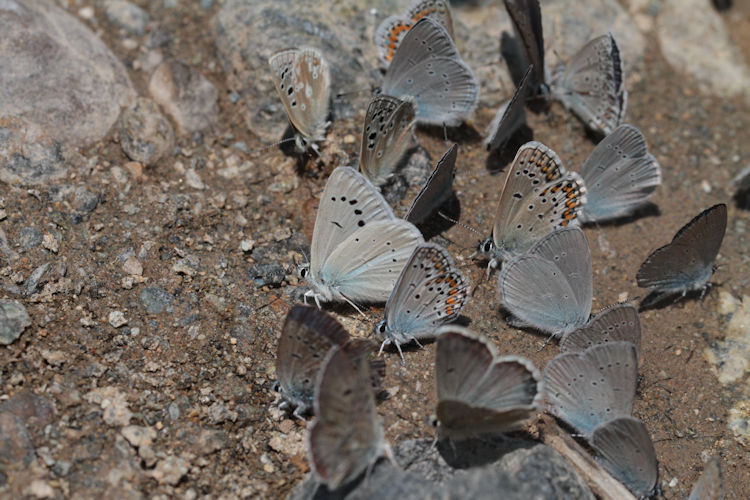 Polyommatus firdussi: Bild 4