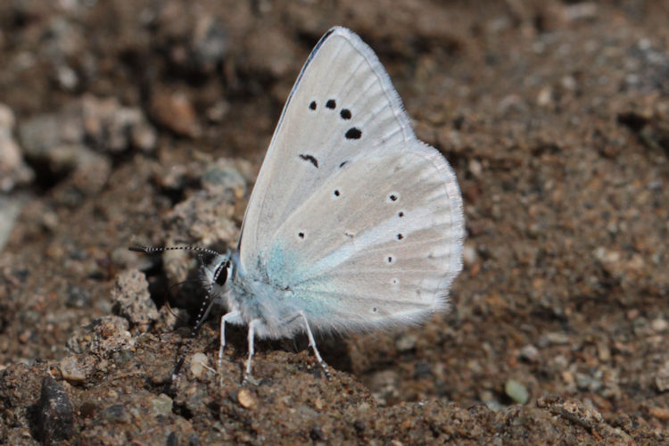 Polyommatus firdussi: Bild 5