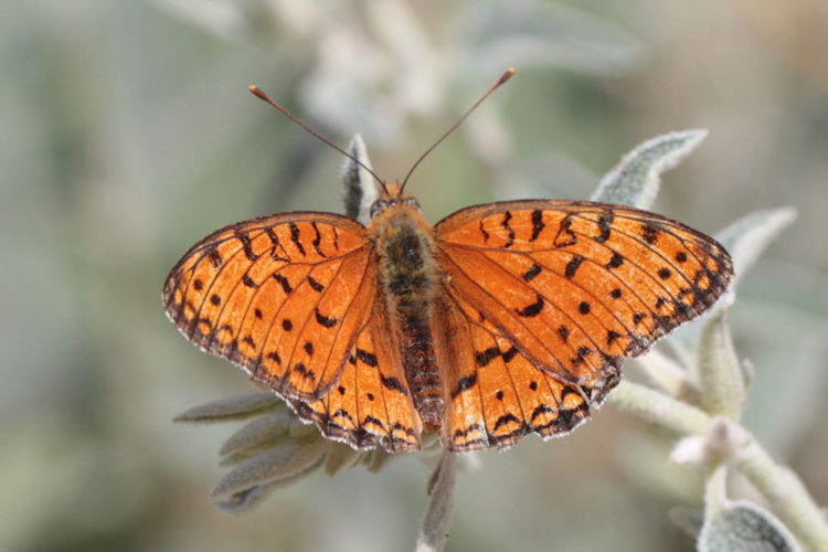 Fabriciana niobe gigantea: Bild 3