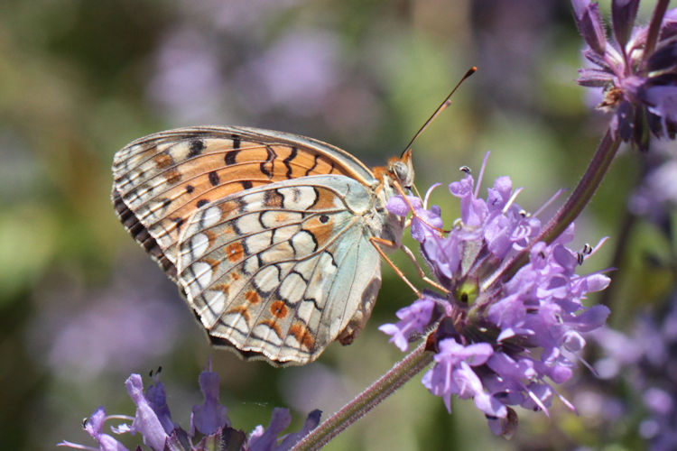 Fabriciana niobe gigantea: Bild 9