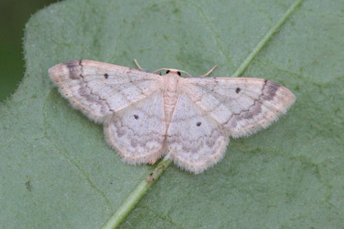 Idaea biselata: Bild 16