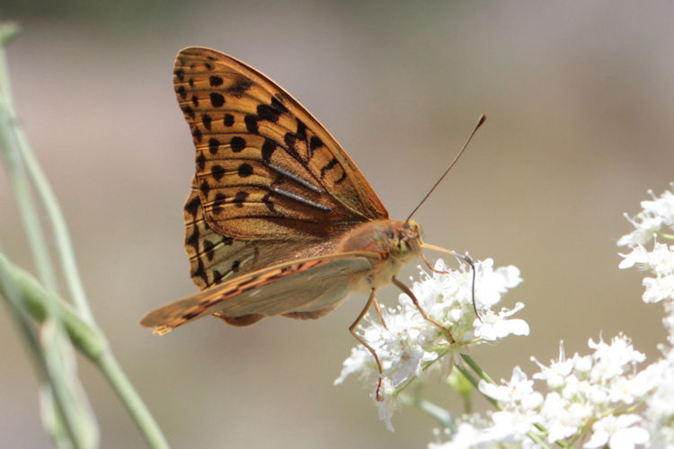 Argynnis pandora: Bild 13