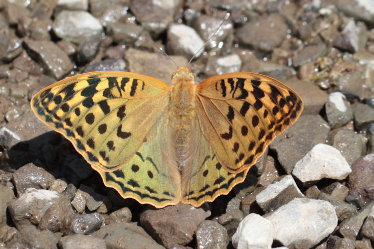 Argynnis pandora: Bild 19