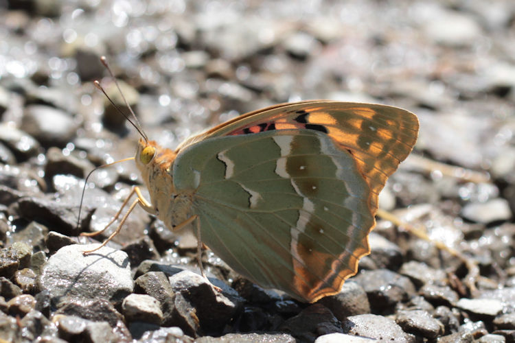 Argynnis pandora: Bild 37