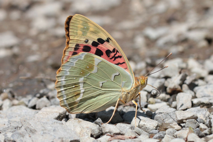 Argynnis pandora: Bild 38