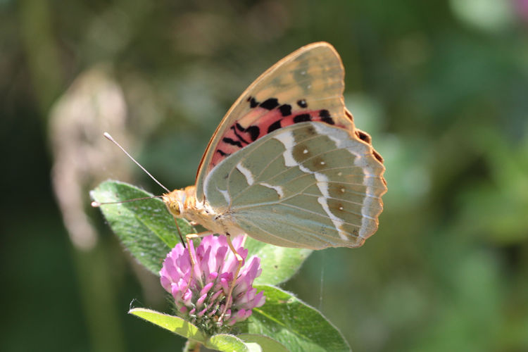 Argynnis pandora: Bild 26